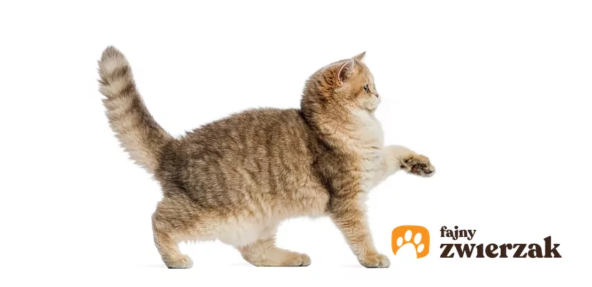 Kot stoi z uniesioną łapą widziany z profilu