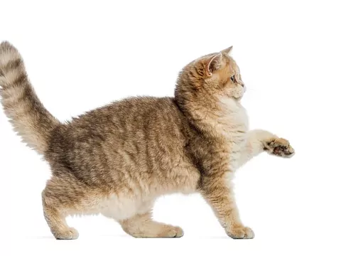 Dlaczego kot zastyga z uniesioną łapą?