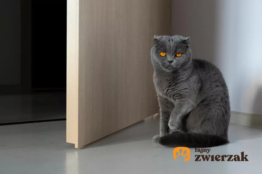 Kot siedzi z uniesioną łapką