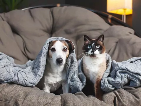 Jak urządzić mieszkanie pod zwierzaka?