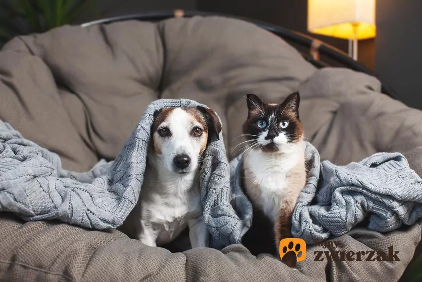 Kot i pies pod kocem