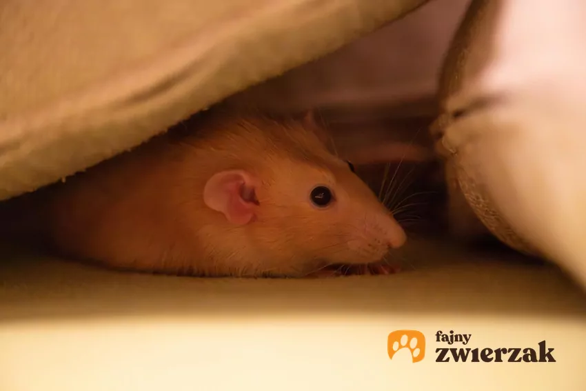 Szczurek pod kocem