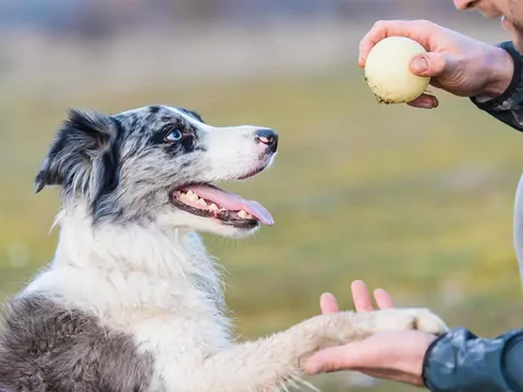 Jak uczyć komend bez smakołyków?