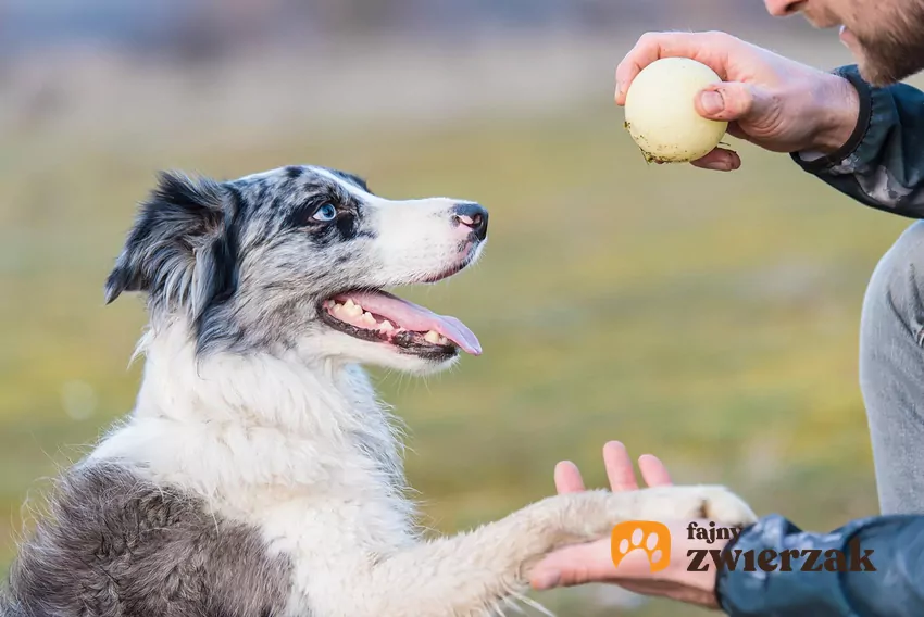 Pies podaje łapę i patrzy na piłkę