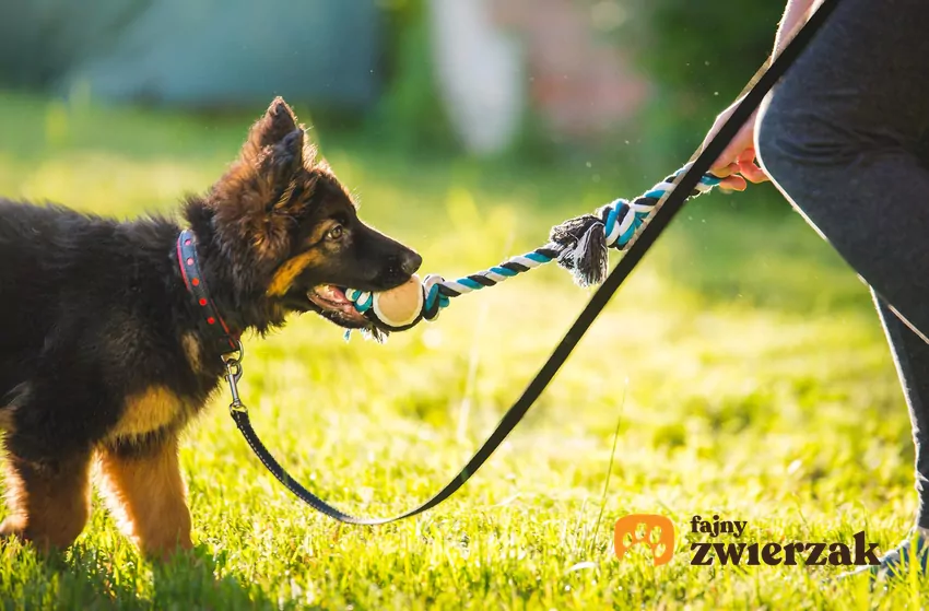 Pies trzyma w pysku szarpak