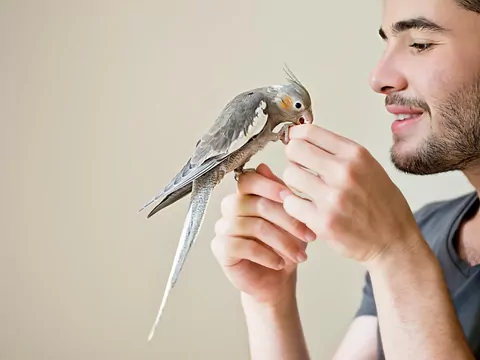 Czy papuga rozpoznaje swoje imię?