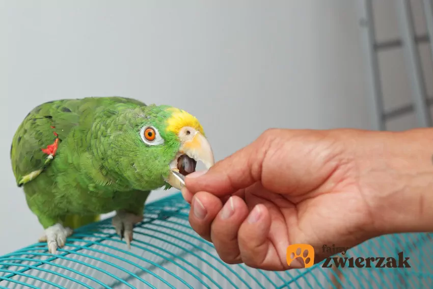 Człowiek podaje papudze jedzenie