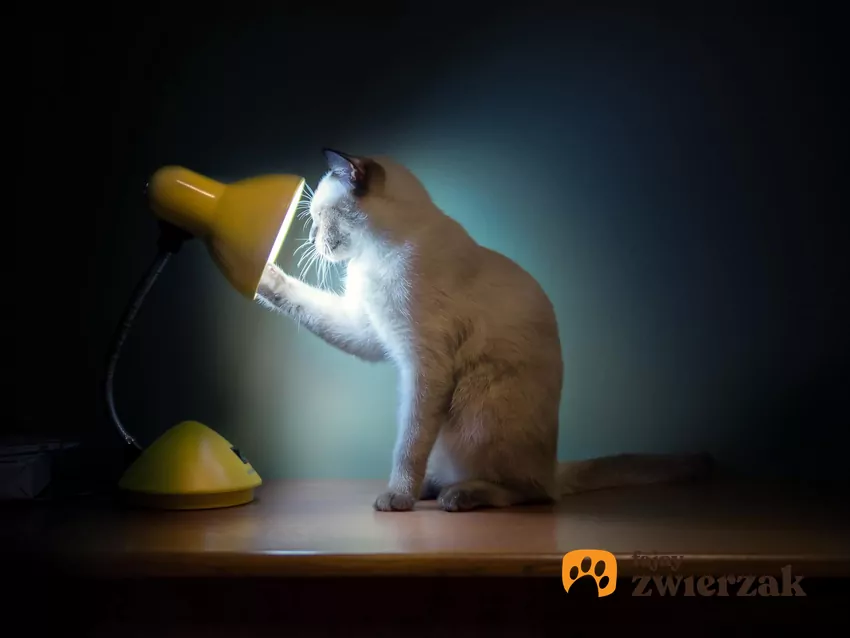 Koty widzą w spektrum bliskiego ultrafioletu, co oznacza, że kurz wirujący w smudze światła lampy lub mikroskopijne pyłki osiadające na obudowie świecą niczym małe galaktyki Kot patrzy w lampkę