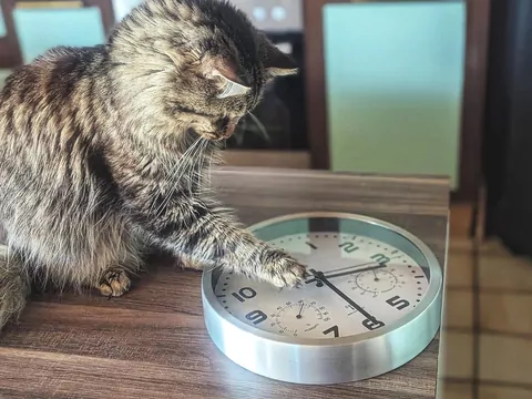 Dlaczego kot gapi się na zegar lub lampkę?