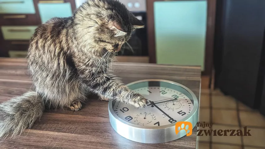 Kot stoi na zegarze