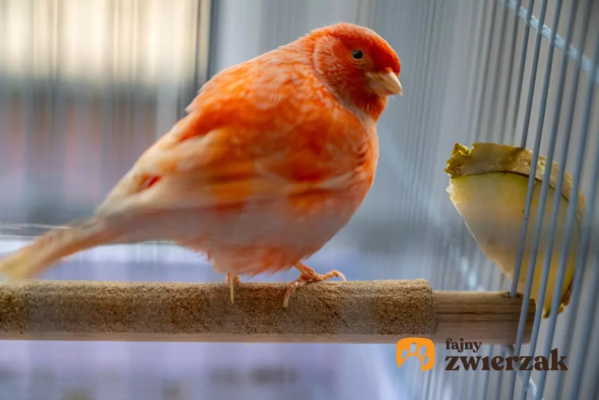 Kanarek i kawałek owocu