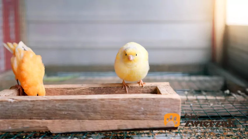 Kanarki na dnie klatki