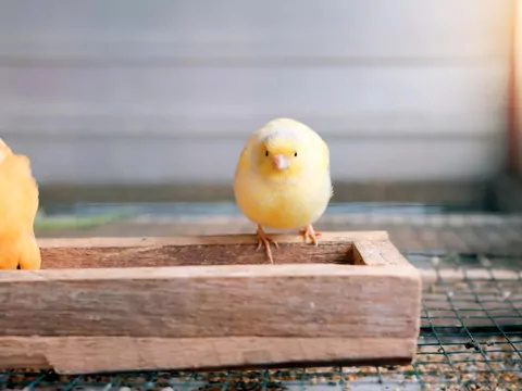 Jak karmić kanarka z delikatnym żołądkiem?