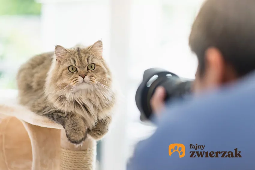 Mężczyzna fotografuje kota aparatem