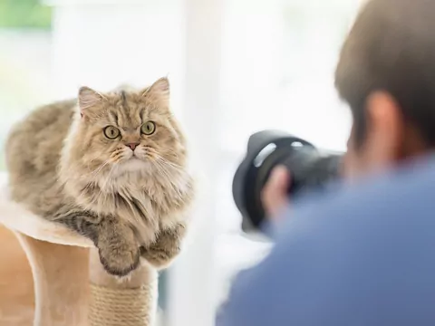 Jak fotografować kota?