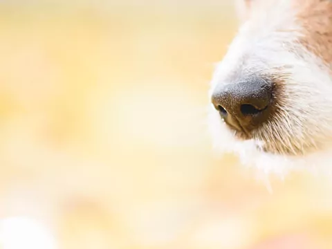 Nosework w kuchni z psem