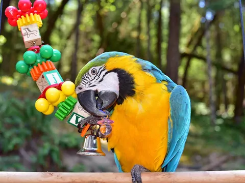 Rotowanie zabawek dla zwierząt