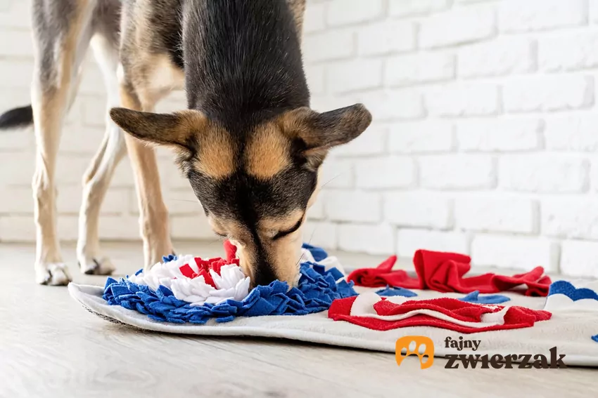 Pies bawi się matą węchową