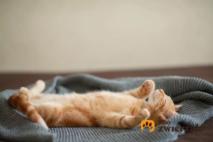 Spanie na plecach jest zachowaniem wyjątkowym i świadczy o zaufaniu Kot śpi na plecach