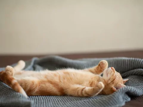 Dlaczego kot śpi na plecach?