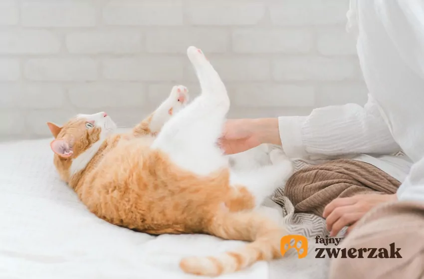 Odsłonięty brzuch nie zawsze jest zaproszeniem do głaskania Człowiek dotyka kota po brzuchu