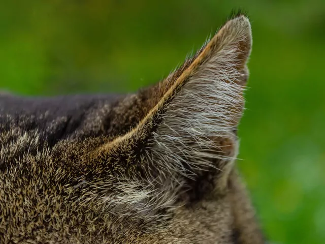 Dlaczego kot ignoruje wołanie?