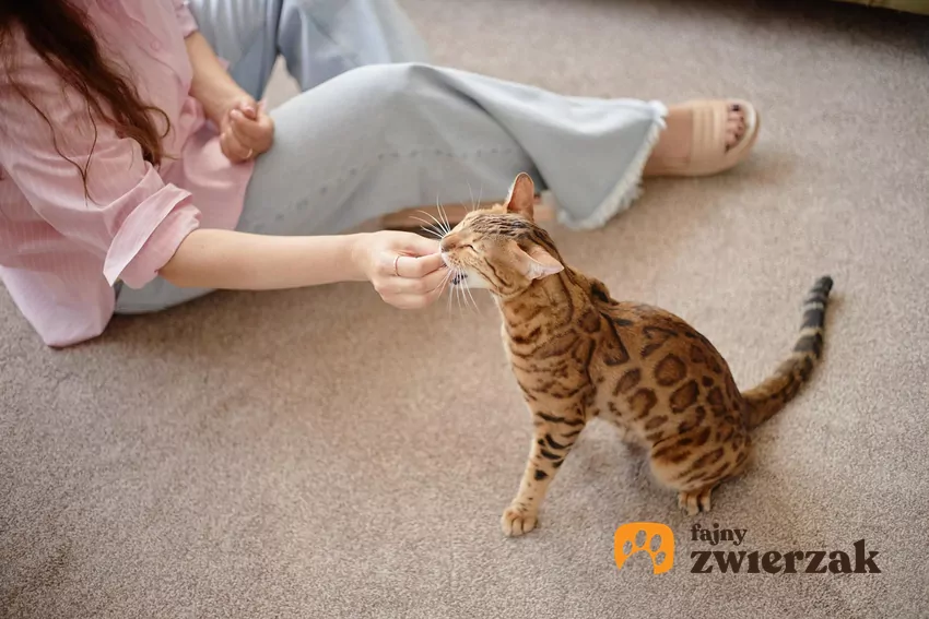 Jeśli przychodzenie na zawołanie będzie się wiązało z nagrodą, kot zacznie reagować na nie częściej Kobieta podaje kotu przysmak