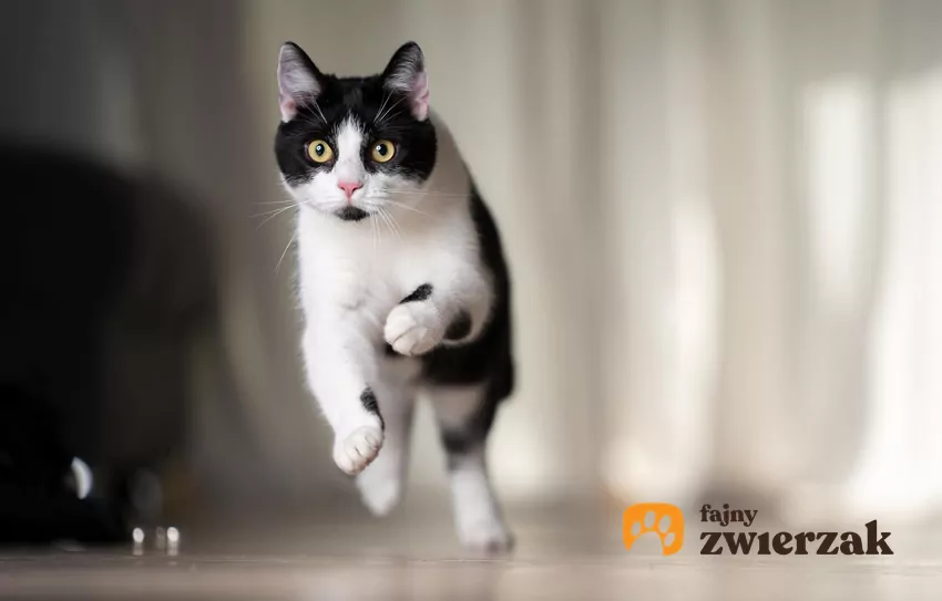 Zoomies są zazwyczaj powodem do uśmiechu i dowodem na dobrą kondycję pupila Kot w biegu