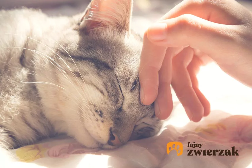 Dłoń dotyka czoła kota