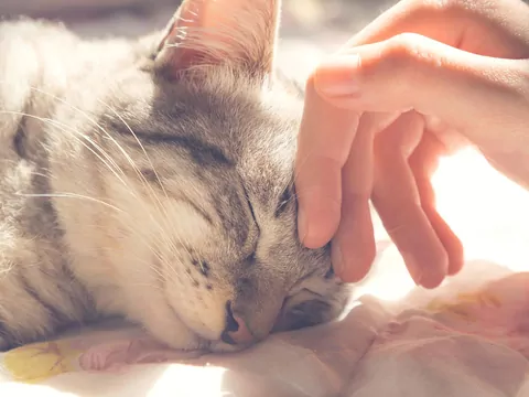 Kot nagle gryzie podczas głaskania