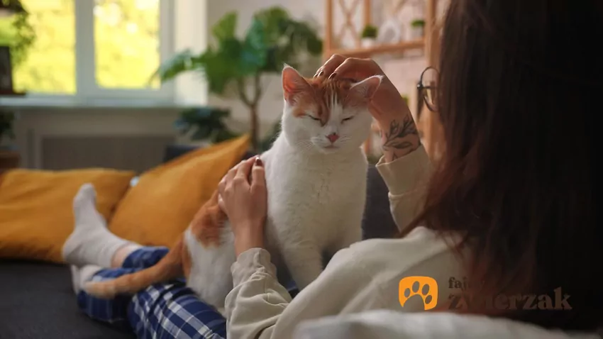 Kobieta głaszcze kota siedzącego na jej nogach