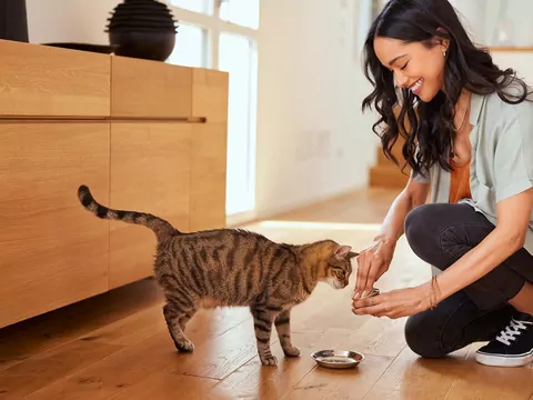 Kot reaguje na rutynę