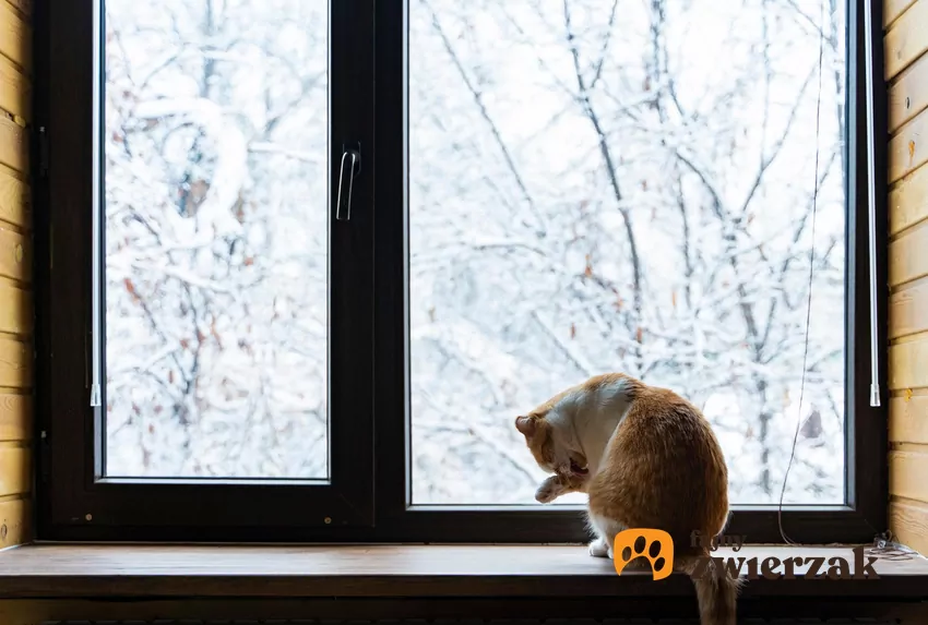 Dla kota niewychodzącego obserwowanie życia za oknem to fantastyczna rozrywka Kot siedzi na oknie - szeroki plan