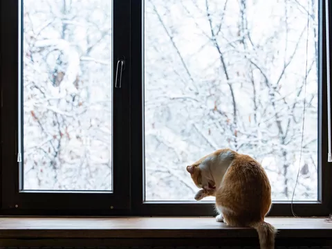 Dlaczego kot wybiera parapet?