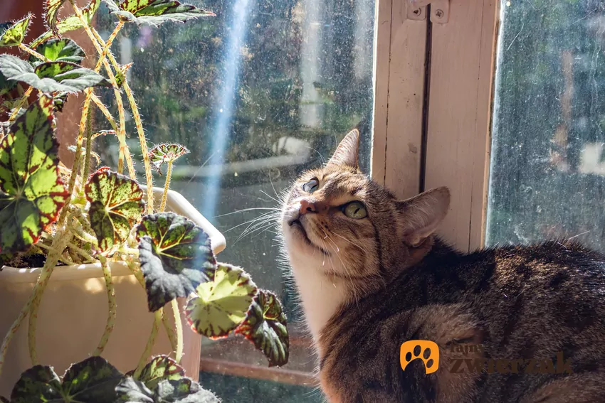 Parapet pełni również funkcję wysoko położonego legowiska, co ma ogromne znaczenie dla poczucia bezpieczeństwa kota Kot siedzi na parapecie, na którym stoi roślina