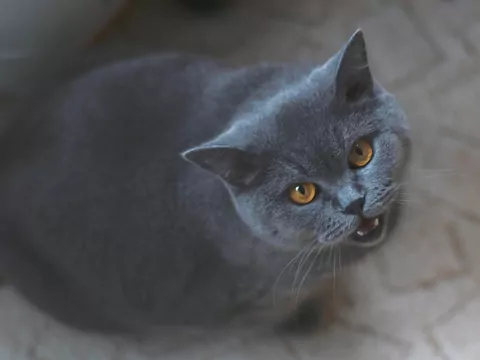 Dlaczego kot miauczy tylko na ciebie?