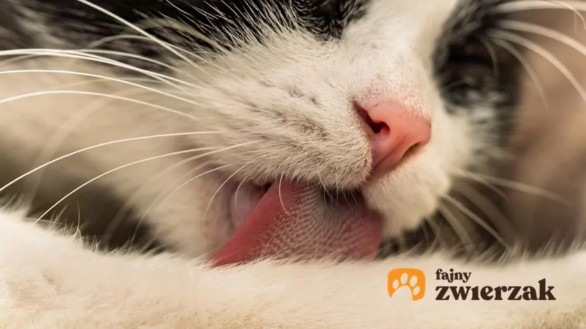 Zbliżenie kociego języka