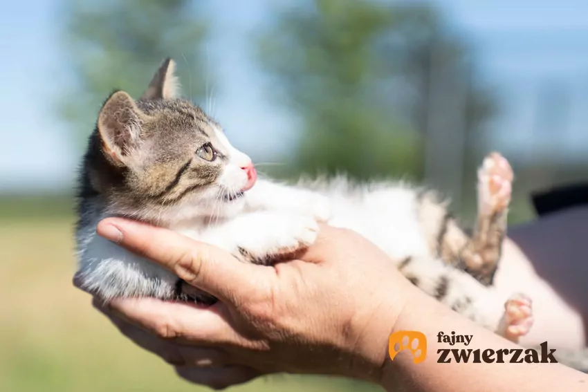 Kot na rękach u właściciela, a także informacje, jak kot postrzega człowieka krok po kroku