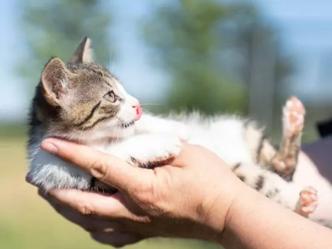 Jak koty widzą ludzi