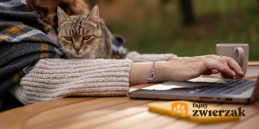Kot siedzi na kolanach