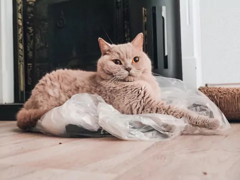 Kot liże plastikowe przedmioty