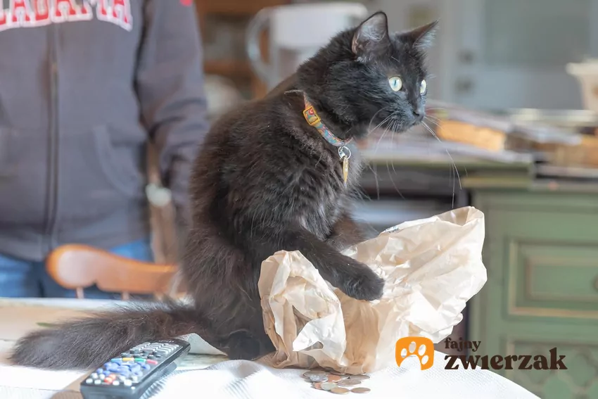 Kot dotyka łapką foliowej torebki