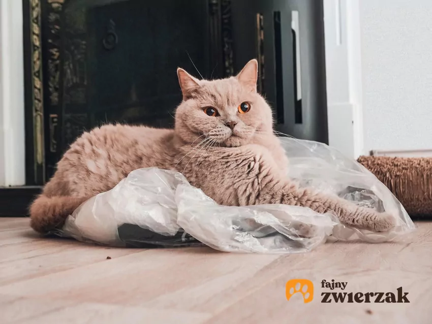 Kot leży na foliowej torebce