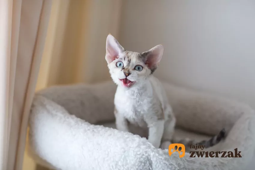 Miauczący kot w legowisku