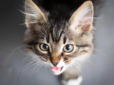 Dlaczego kot zmienia głos?