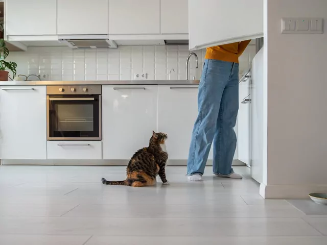 Dlaczego kot reaguje na dźwięk otwieranej lodówki?