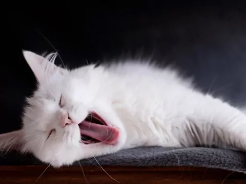 Kot nagle zaczyna domagać się uwagi