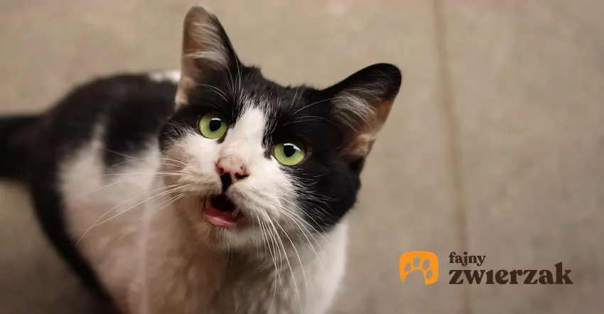 Kot miauczy