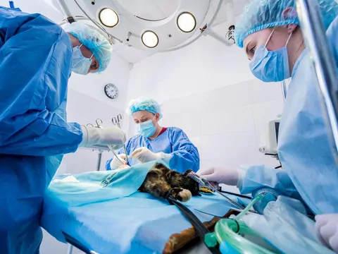 Kot zmienia zachowanie po sterylizacji