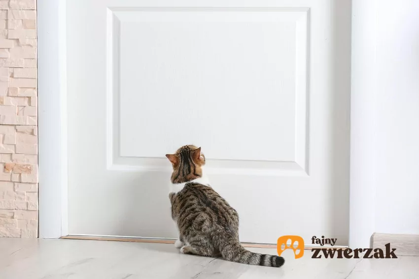 Kot siedzi pod drzwiam